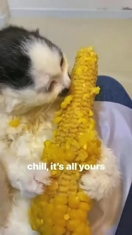 Cat Devours Entire Corn Cob