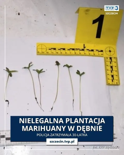 Nielegalna plantacja marihuany
