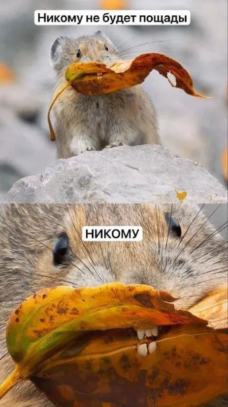 Никому не будет пощады
