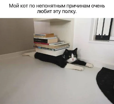 Кот любит полку с книгами