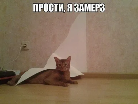 Кот замёрз в комнате
