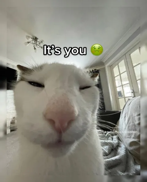 It's you nauseated cat