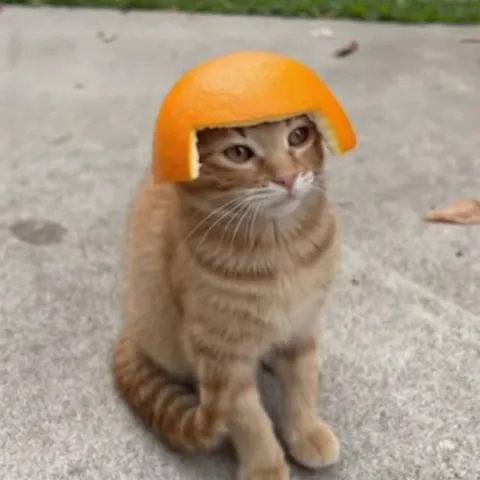 Кот в шлеме из апельсина