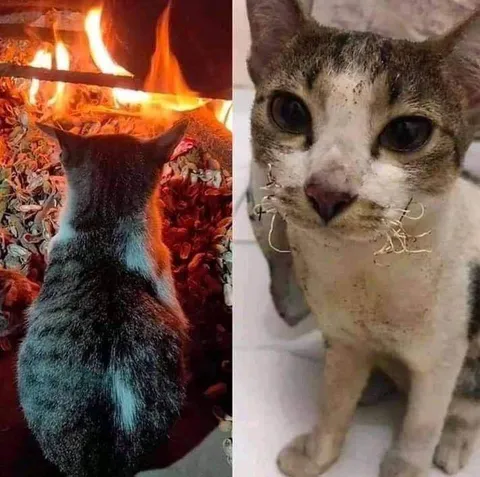 Кот до и после огня