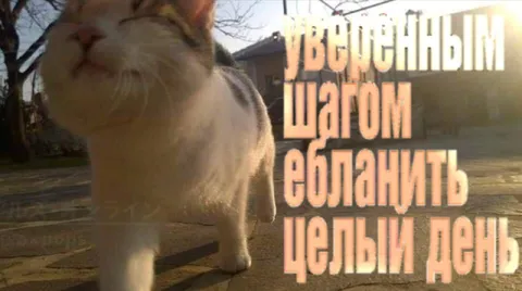 Вечным шагом облазить целый день