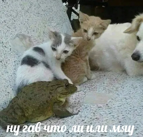 Ну гав что ли или мяу