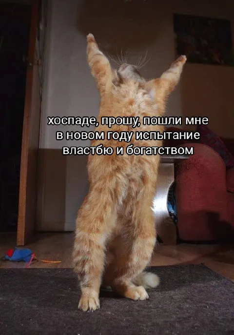 Кот просит испытание богатством