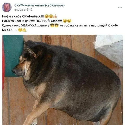 Скуф-пёс спит
