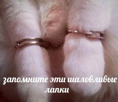 Запомните эти шаловливые лапки