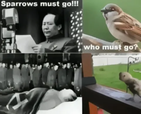 Sparrows Must Go