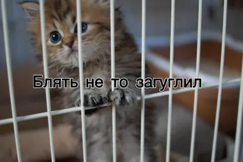 Котёнок не то загуглил