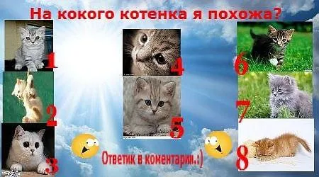 На кого котёнка я похожа?