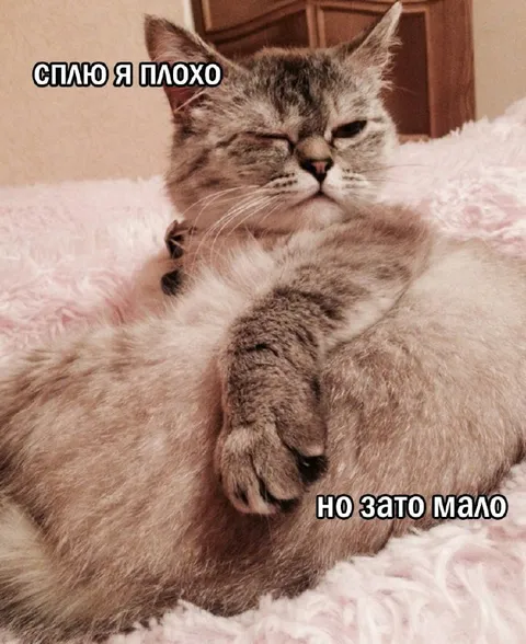 Кот мало спит