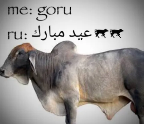 Me: Goru, Ru: Eid Mubarak