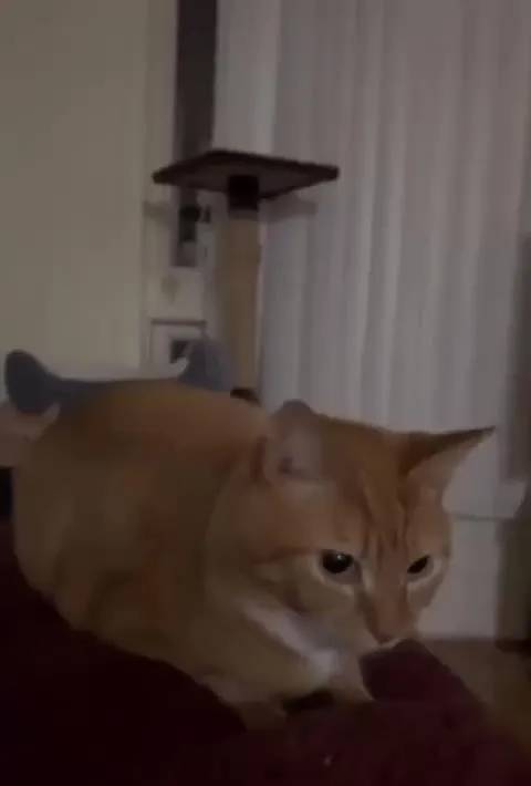 Рыжий кот крадётся