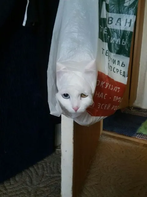 Кот застрял в пакете