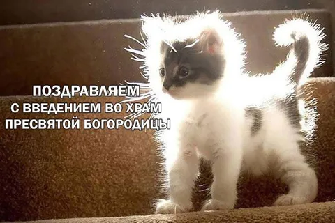 Котёнок во храме