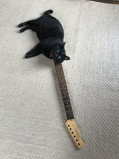 Кот играет на гитаре