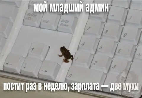 Младший админ и две мухи