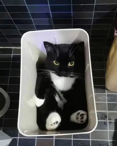 Кот в раковине