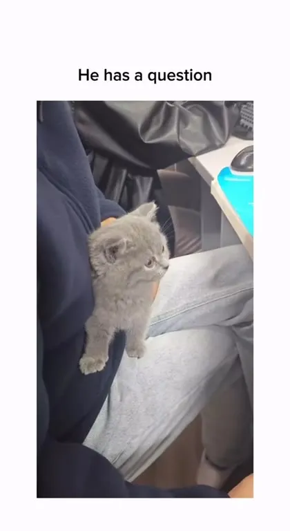 Kitten Has a Question
