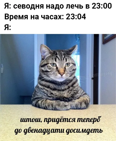 Кот лечится в последний момент