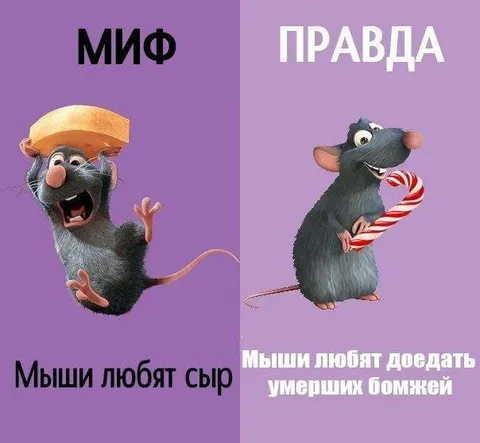 Миф и правда о мышах