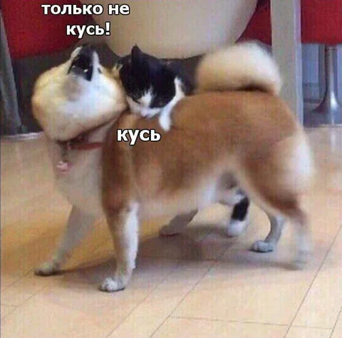 Только не кусь!