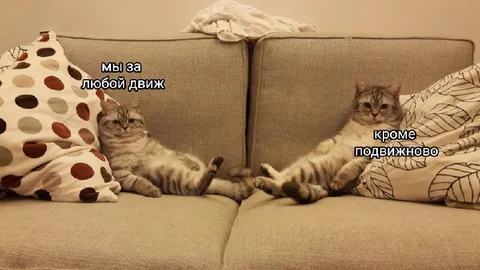 Коты за любой движ