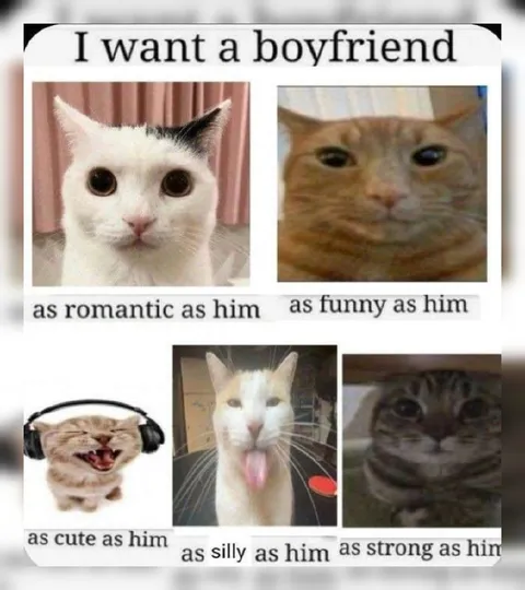 I Want a Boyfriend Like These Cats