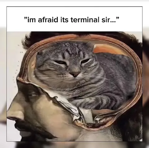 Terminal Cat in a Human Ear