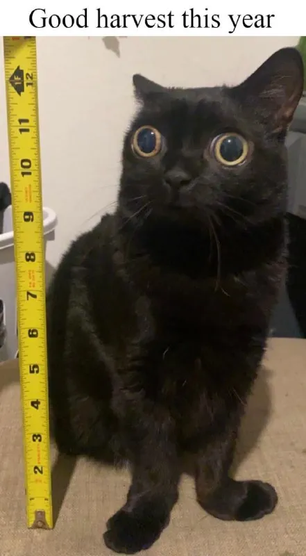 Good Harvest Black Cat