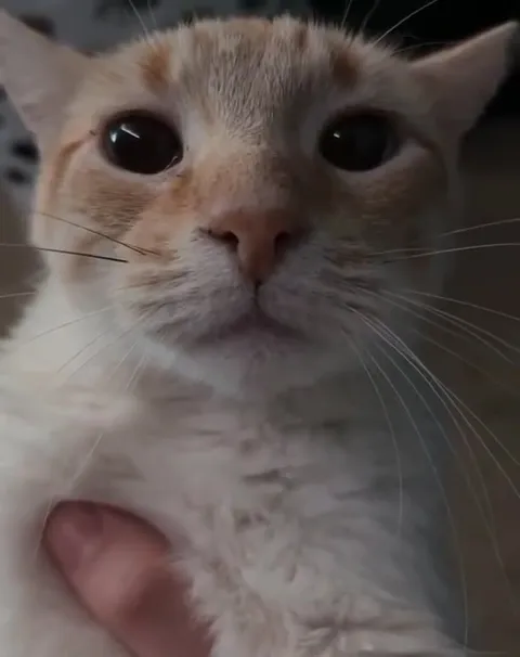Кот пристально смотрит в камеру