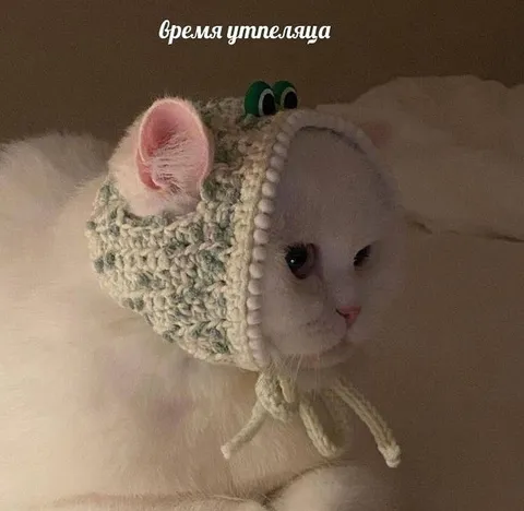 Время утепляша для кота