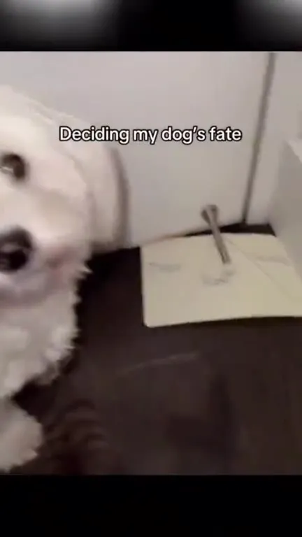 Deciding My Dog's Fate
