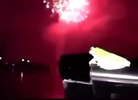 Лягушка смотрит салют на машине