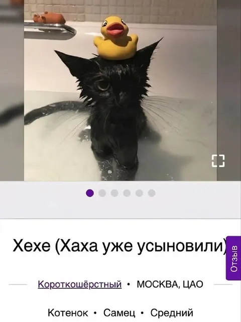 Котёнок с утёнком в ванной