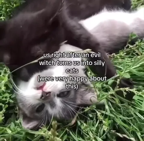 Happy After Becoming Silly Cats
