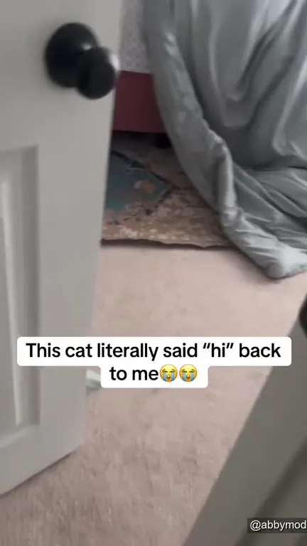 Cat Says Hi Back