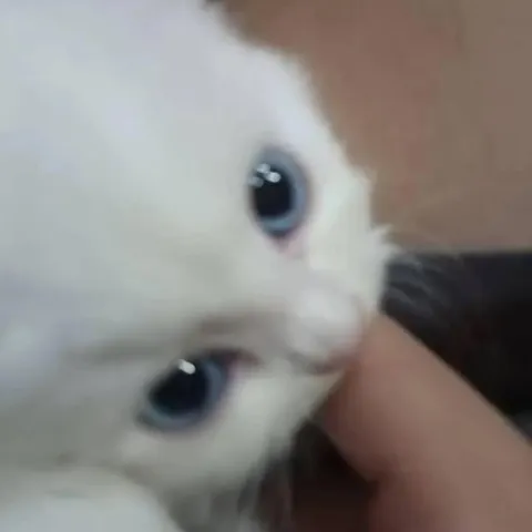 Милый котёнок крупным планом