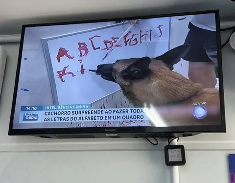 Cachorro escreve o alfabeto