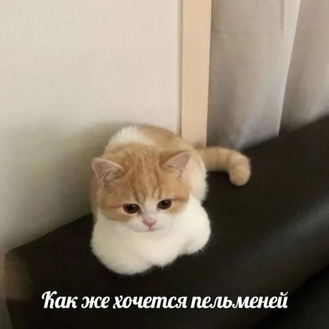 Кот очень хочет пельменей