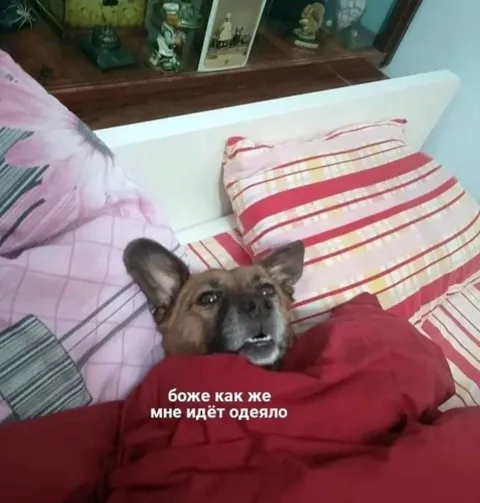 Мне идёт одеяло