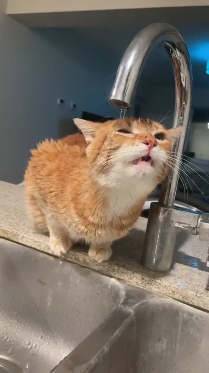 Кот принимает душ у раковины