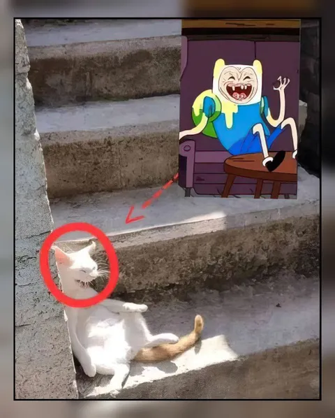 Кот повторяет позу Финна