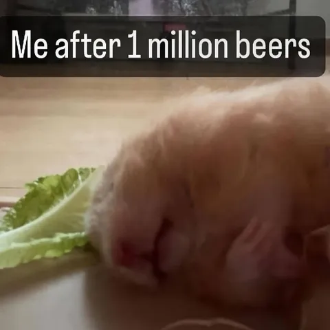 Kitten After One Million Beers