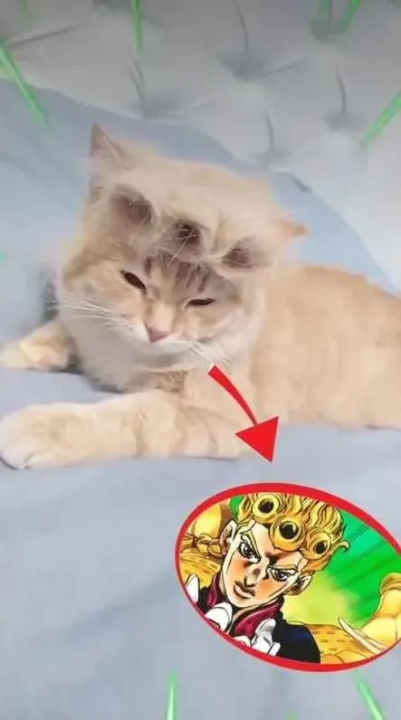 Кот смотрит на Джорно