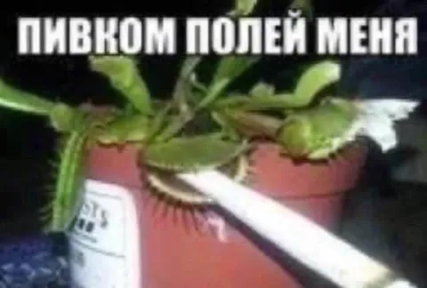 Полей меня пивом