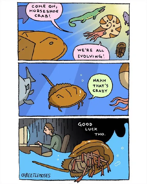 Horseshoe Crab Evolves