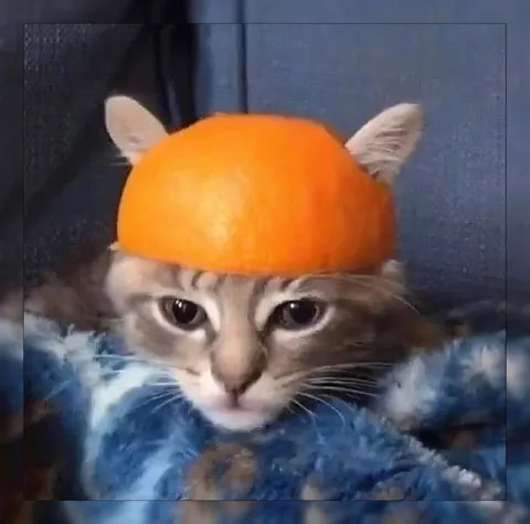 Кот в тыквенной шапке